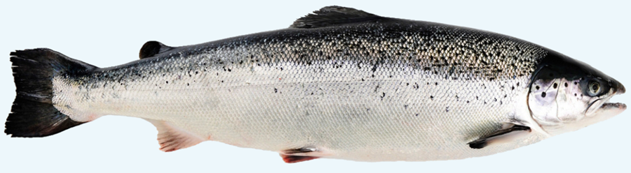 2017-05-22 08_29_26-Atlantic Salmon _ Seafood from Norway_2